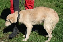 GOLDIE, Hund, Golden Retriever-Mix in Rumänien - Bild 3