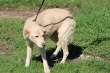 GOLDIE, Hund, Golden Retriever-Mix in Rumänien - Bild 4