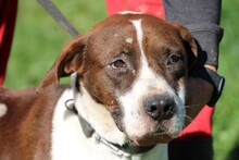 MALIS, Hund, Bracke-Deutsche Dogge-Mix in Rumänien - Bild 2