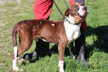 MALIS, Hund, Bracke-Deutsche Dogge-Mix in Rumänien - Bild 3