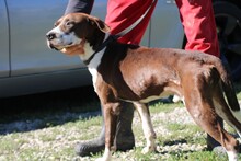 MALIS, Hund, Bracke-Deutsche Dogge-Mix in Rumänien - Bild 4