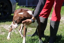 MALIS, Hund, Bracke-Deutsche Dogge-Mix in Rumänien - Bild 5