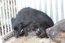 TAMU, Hund, Sheltie-Mix in Rumänien - Bild 4