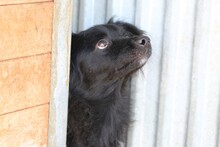 TAMU, Hund, Sheltie-Mix in Rumänien - Bild 5