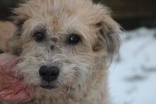 CALIXO, Hund, Bearded Collie-Hütehund-Mix in Lohra-Reimershausen - Bild 1