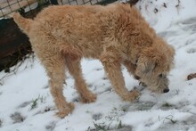 CALIXO, Hund, Bearded Collie-Hütehund-Mix in Lohra-Reimershausen - Bild 2