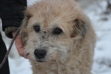 CALIXO, Hund, Bearded Collie-Hütehund-Mix in Lohra-Reimershausen - Bild 3