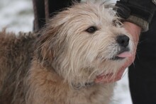 LESSIA, Hund, Bearded Collie-Mix in Lohra-Reimershausen - Bild 1