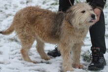 LESSIA, Hund, Bearded Collie-Mix in Lohra-Reimershausen - Bild 2