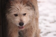 LESSIA, Hund, Bearded Collie-Mix in Lohra-Reimershausen - Bild 3