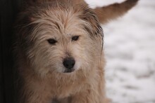 LESSIA, Hund, Bearded Collie-Mix in Lohra-Reimershausen - Bild 4