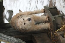 LESSIA, Hund, Bearded Collie-Mix in Lohra-Reimershausen - Bild 5