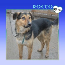 ROCCO, Hund, Mischlingshund in Bulgarien - Bild 1