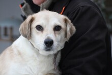 CHARLY, Hund, Dackel-Mix in Lohra-Reimershausen - Bild 1