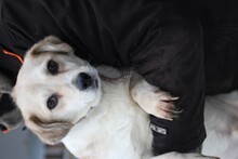 CHARLY, Hund, Dackel-Mix in Lohra-Reimershausen - Bild 2