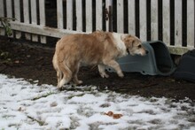 CHARLY, Hund, Dackel-Mix in Lohra-Reimershausen - Bild 3