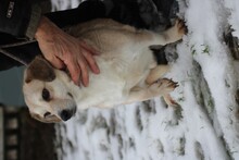 CHARLY, Hund, Dackel-Mix in Lohra-Reimershausen - Bild 4