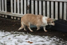 CHARLY, Hund, Dackel-Mix in Lohra-Reimershausen - Bild 5