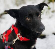 JOY, Hund, Mischlingshund in Brühl - Bild 1