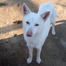 EKAVI, Hund, Alopekis-Mix in Griechenland - Bild 1