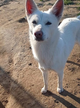 EKAVI, Hund, Alopekis-Mix in Griechenland - Bild 3