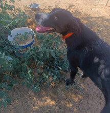 RANA, Hund, Mischlingshund in Griechenland - Bild 3