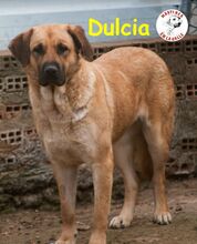 DULCIA, Hund, Mischlingshund in Spanien - Bild 3