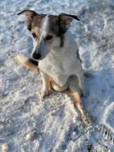 SOPHIA, Hund, Mischlingshund in Aerzen - Bild 3