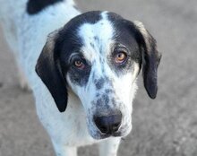 ANANDA, Hund, Herdenschutzhund-Mix in Kroatien - Bild 1