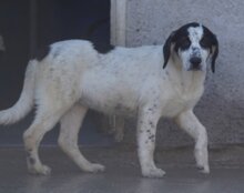 ANANDA, Hund, Herdenschutzhund-Mix in Kroatien - Bild 11