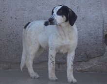 ANANDA, Hund, Herdenschutzhund-Mix in Kroatien - Bild 12