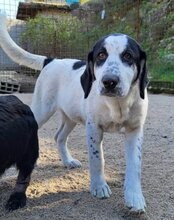ANANDA, Hund, Herdenschutzhund-Mix in Kroatien - Bild 19