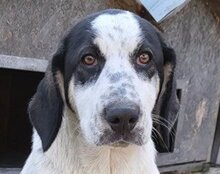 ANANDA, Hund, Herdenschutzhund-Mix in Kroatien - Bild 20