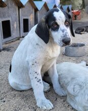 ANANDA, Hund, Herdenschutzhund-Mix in Kroatien - Bild 4