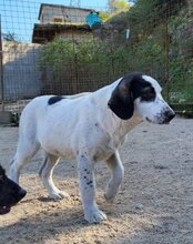 ANANDA, Hund, Herdenschutzhund-Mix in Kroatien - Bild 5