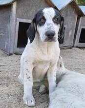 ANANDA, Hund, Herdenschutzhund-Mix in Kroatien - Bild 8