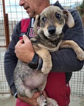 PIKA, Hund, Mischlingshund in Kroatien - Bild 16