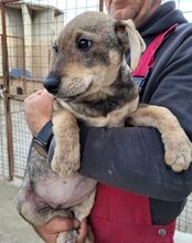 PIKA, Hund, Mischlingshund in Kroatien - Bild 17