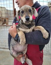 PIKA, Hund, Mischlingshund in Kroatien - Bild 18