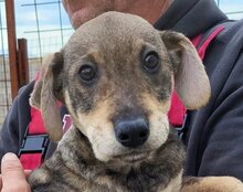 PIKA, Hund, Mischlingshund in Kroatien - Bild 19