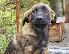 PICO, Hund, Mischlingshund in Kroatien - Bild 10