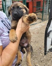 PICO, Hund, Mischlingshund in Kroatien - Bild 14