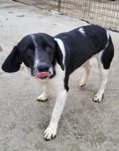 DEBBIE, Hund, Labrador-Mix in Kroatien - Bild 4