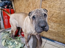 PUPI3, Hund, Shar Pei in Ungarn - Bild 1