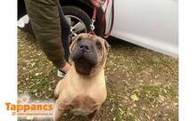 PUPI3, Hund, Shar Pei in Ungarn - Bild 3