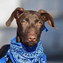 BROWN, Hund, Mischlingshund in Spanien - Bild 1