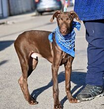 BROWN, Hund, Mischlingshund in Spanien - Bild 2