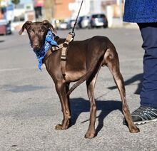 BROWN, Hund, Mischlingshund in Spanien - Bild 3