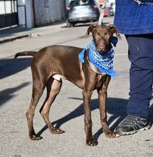 BROWN, Hund, Mischlingshund in Spanien - Bild 4