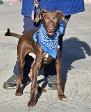 BROWN, Hund, Mischlingshund in Spanien - Bild 5